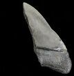 Partial, Serrated Megalodon Tooth - Massive Tooth! #64534-2
